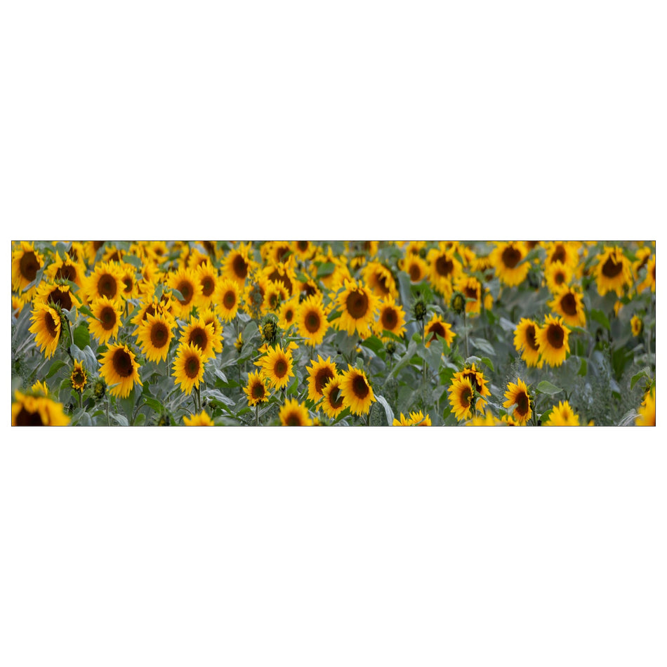 Küchenrückwand Sonnenblumen Felder